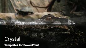  Presentation with crocodile - PPT theme featuring crocodile-looking-out-from-water background and a  colored foreground