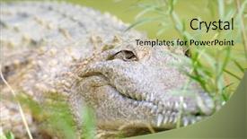 Presentation with crocodile - Audience pleasing PPT layouts consisting of crocodile-lying-in-ambush-behind backdrop and a mint green colored foreground