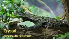  Presentation with varanus - Slide deck enhanced with crocodile monitor varanus salvadorii also background and a tawny brown colored foreground
