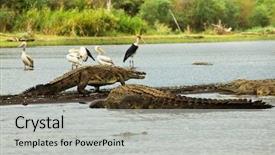  Presentation with crocodile - Colorful PPT theme enhanced with ethiopia - crocodile on chamo lake backdrop and a light gray colored foreground