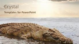  Presentation with crocodile - Amazing theme having crocodile-on-chamo-lake backdrop and a lemonade colored foreground