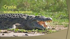  Presentation with crocodile - Amazing slide set having crocodile on the nile backdrop and a tawny brown colored foreground