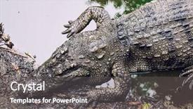  Presentation with crocodile - Beautiful PPT layouts featuring crocodile on the riverside close-up photo backdrop and a gray colored foreground