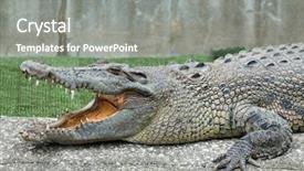  Presentation with crocodile - PPT theme having crocodile open mouth background and a gray colored foreground