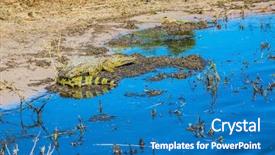  Presentation with crocodile - Slide set enhanced with crocodile resting in shallow water botswana chobe national park the river zambezi background and a teal colored foreground