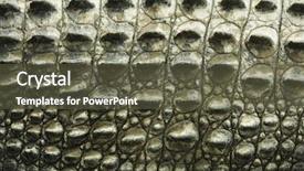  Presentation with crocodile - Audience pleasing presentation design consisting of crocodile showing scaly skin backdrop and a tawny brown colored foreground