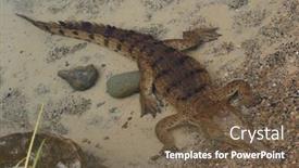  Presentation with crocodile - Cool new PPT theme with crocodile waiting in water backdrop and a violet colored foreground