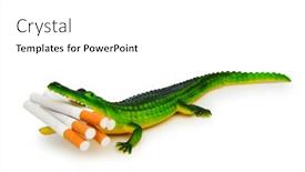  Presentation with crocodile - Audience pleasing presentation theme consisting of crocodile-with-cigarettes-isolated backdrop and a white colored foreground