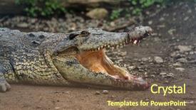  Presentation with crocodile - Amazing slide set having crocodile with injured open mouth backdrop and a violet colored foreground