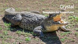  Presentation with crocodile - Slides having crocodile with open jaws on the ground background and a coral colored foreground