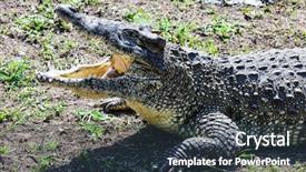  Presentation with crocodile - Colorful presentation theme enhanced with crocodile with open jaws on the ground backdrop and a tawny brown colored foreground