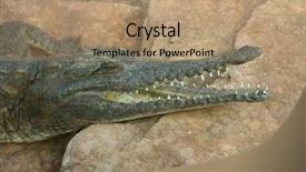  Presentation with crocodile - Audience pleasing slides consisting of crocodile with open mouth resting in a rock backdrop and a coral colored foreground