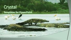  Presentation with crocodile - Beautiful presentation theme featuring ethiopia - crocodile backdrop and a tawny brown colored foreground