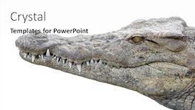  Presentation with crocodile - Audience pleasing presentation theme consisting of crocodile backdrop and a white colored foreground