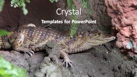  Presentation with crocodile - Beautiful PPT theme featuring crocodile backdrop and a tawny brown colored foreground