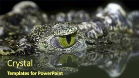  Presentation with crocodile - 