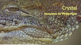  Presentation with crocodile - Slides with crocodiles - abstract background from green crocodile background and a tawny brown colored foreground