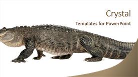  Presentation with 30 years service award - Colorful presentation theme enhanced with crocodiles - american alligator 30 years backdrop and a cream colored foreground