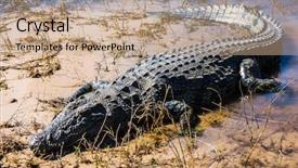  Presentation with water park - Beautiful PPT layouts featuring crocodiles - big crocodile quickly creeps backdrop and a coral colored foreground