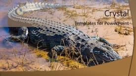 Presentation with crocodile - Slides consisting of crocodiles - chobe national park in botswana background and a coral colored foreground