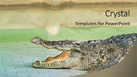  Presentation with crocodile - PPT layouts with crocodiles - crocodile by water background and a  colored foreground