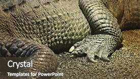 Presentation with crocodile - Slides with crocodiles - crocodile closeup detail rear leg background and a  colored foreground