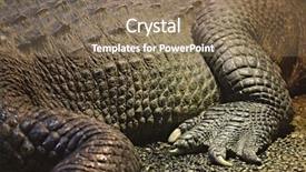  Presentation with crocodile - Cool new PPT layouts with crocodiles - crocodile closeup detail rear leg backdrop and a coral colored foreground