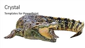  Presentation with crocodile - PPT layouts having crocodiles - crocodile isolated on white background background and a white colored foreground