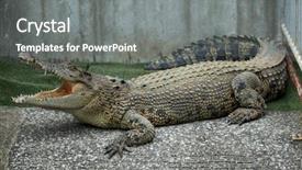  Presentation with crocodile - Amazing slide deck having crocodiles - crocodile open mouth backdrop and a gray colored foreground