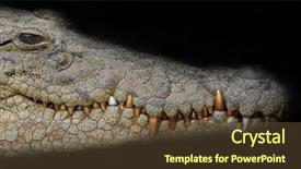  Presentation with crocodile - Slide set featuring crocodiles - crocodile portrait isolated on black background and a tawny brown colored foreground