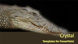  Presentation with crocodile - Audience pleasing presentation theme consisting of crocodiles - crocodile portrait isolated on black backdrop and a tawny brown colored foreground
