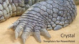  Presentation with crocodile - Amazing presentation having crocodiles - crocodile resting with claw details backdrop and a coral colored foreground