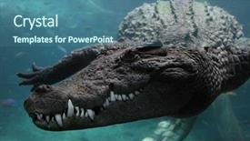  Presentation with crocodile - Cool new presentation with crocodiles - crocodile underwater backdrop and a ocean colored foreground