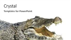  Presentation with crocodile - Slides with crocodiles - crocodile with open mouth isolated background and a  colored foreground