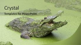  Presentation with green lake - Colorful presentation design enhanced with crocodiles - crocodile with open mouth backdrop and a mint green colored foreground