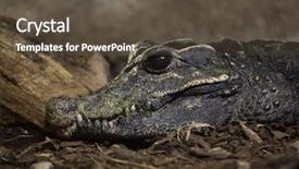  Presentation with crocodile - Beautiful PPT theme featuring crocodiles - dwarf crocodile osteolaemus tetraspis also backdrop and a tawny brown colored foreground