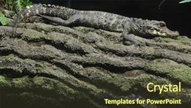  Presentation with crocodile - Presentation design consisting of crocodiles - dwarf crocodile osteolaemus tetraspis also background and a tawny brown colored foreground