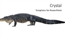  Presentation with american equality - Theme with crocodiles - large american alligator isolated background and a white colored foreground
