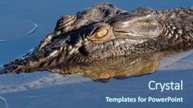  Presentation with national territory - Audience pleasing presentation consisting of crocodiles - large saltwater crocodile yellow water backdrop and a ocean colored foreground