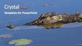  Presentation with national territory - Colorful theme enhanced with crocodiles - large saltwater crocodile yellow water backdrop and a teal colored foreground