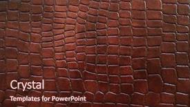  Presentation with crocodile - Slides enhanced with female mallard duck anas platyrhynchos resting side view background and a dark gray colored foreground