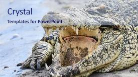  Presentation with crocodile - PPT theme enhanced with crocodiles - nile crocodile close-up background and a sky blue colored foreground
