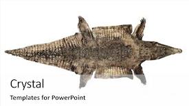  Presentation with skin - Beautiful slide set featuring crocodiles - old and worn alligator skin backdrop and a white colored foreground