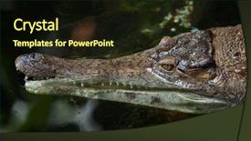  Presentation with crocodile - Cool new slide deck with crocodiles - slender-snouted crocodile mecistops cataphractus wildlife backdrop and a  colored foreground