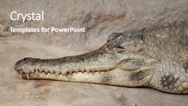  Presentation with crocodile - Slide deck having crocodiles - slender-snouted crocodile mecistops cataphractus wildlife background and a gray colored foreground