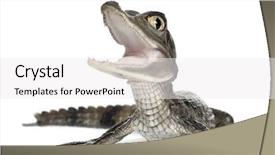  Presentation with old big bike on white - Colorful slide set enhanced with crocodiles - spectacled caiman caiman crocodilus also backdrop and a white colored foreground