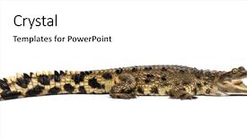  Presentation with old west - Cool new PPT theme with crocodiles - west african slender-snouted crocodile 3 backdrop and a white colored foreground