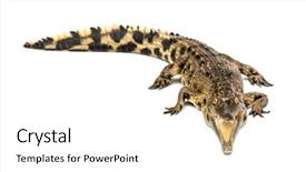  Presentation with old west - Presentation theme consisting of crocodiles - west african slender-snouted crocodile 3 background and a white colored foreground