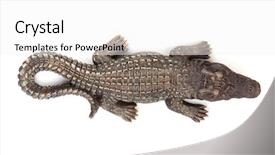  Presentation with crocodile - PPT theme featuring crocodiles - wildlife crocodile open mouth isolated background and a white colored foreground