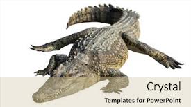  Presentation with crocodile - Slide deck having crocodiles - wildlife crocodile open mouth isolated background and a coral colored foreground